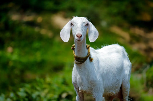 sheep