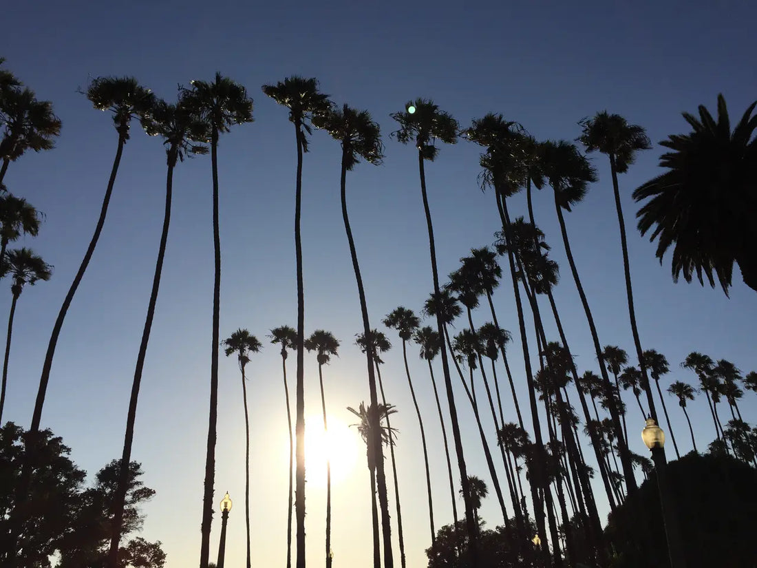 From the Beach to the Boardroom: The Versatility of California Sweaters in Los Angeles